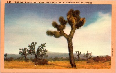 Joshua Trees Weird Sentinels of Desert California CA  Linen Postcard Unposted