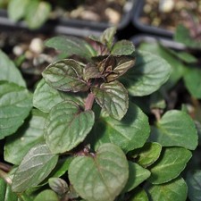 Black Peppermint Mint Herb Plant in 13cm Pot - Mentha Herbaceous Perennial Shrub