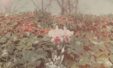 Close-up of Flower Garden Vibrant Blooming Colors Scenic Nature Moment