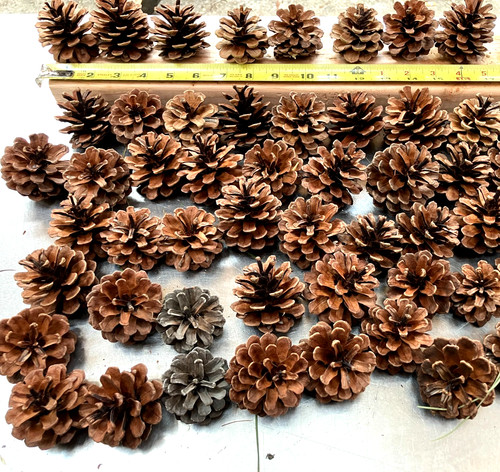Lot of 60 Pitch Pine Cones for crafts and Holiday decorating year Crop