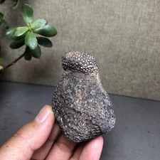 Large 92g Rugose Coral Fossil Slab - Actinocyathus - Morocco A3665