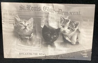 RARE Cats Kittens St. Louis Globe newspaper vintage RPPC photo postcard