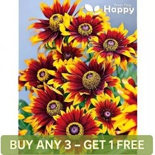 BLACK EYED SUSAN - CONEFLOWER ORANGE FUDGE - 600 SEEDS - Rudbeckia Hirta Flower