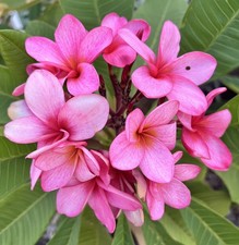 Plumeria Bewitched Fresh Cutting with one Grow Tip