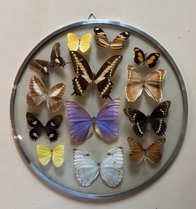 Vintage Butterfly Frame | eBay