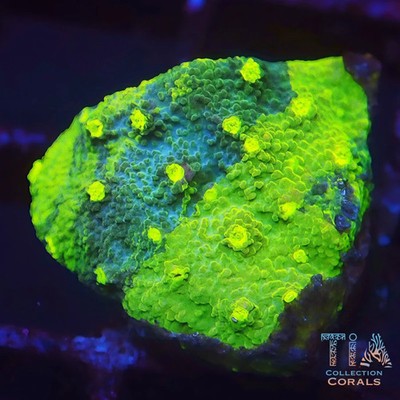 Green Grafted Monti Cap Frag | NOT WYSIWG | Live SPS Coral | Aquacultured