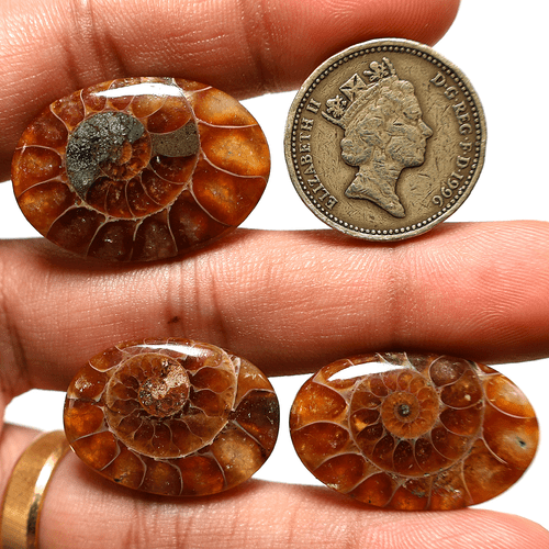 3 PC Natural Ammonite Fossil Untreated 25-30mm Oval Cabochon Gemstones~ 74.7 CTS - Picture 6 of 10