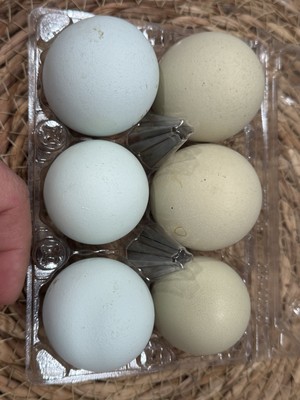 6+  3 Cream Legbar Three Olive egger (x BCM Roo For Darker Green )