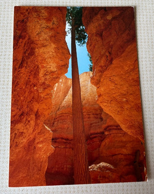 AK Bryce Canyon - Douglasie Wall Street Area of Navajo Trail, Utah