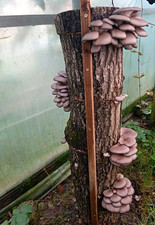 Oyster Mushroom Growing on Log, Grey Outdoor Mushroom Cultivation Setup