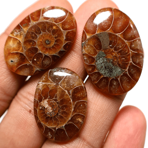 3 PC Natural Ammonite Fossil Untreated 25-30mm Oval Cabochon Gemstones~ 74.7 CTS - Picture 3 of 10