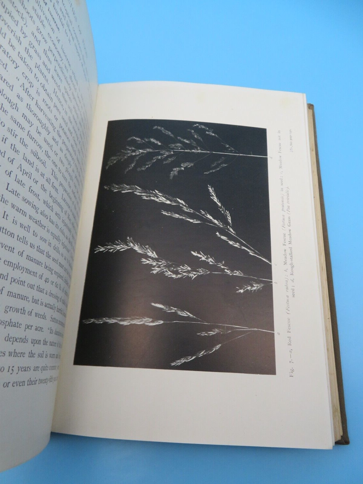 Stable Management And Exercise M Horace Hayes HB 2nd Ed 1909 Hurst And Blackett