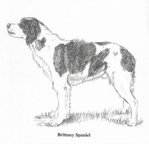 Brittany Spaniel - CUSTOM MATTED - 1962 Vintage Dog Art Print - Cook