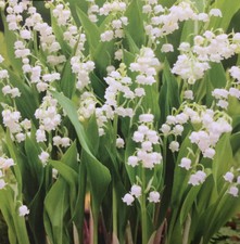 3 CONVALLARIA MAJALIS (LILY OF THE VALLEY) ROOTS,BULBS PERENNIAL WHITE FLOWERS