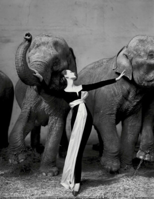 Richard Avedon Dovima With Elephants Evening Dress Photography Art Poster 36x24