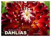 Fascinating Dahlias (Wall Calendar 2027 DIN A4 Landscape), Calvendo 12 Month...