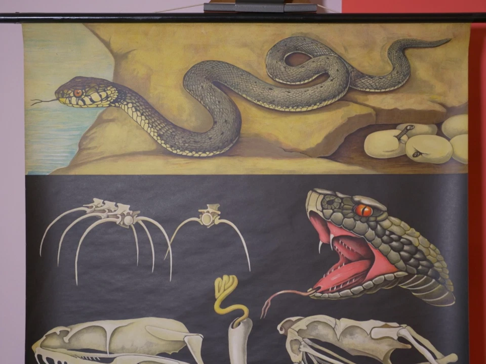 VINTAGE | SCHULWANDKARTE RINGELNATTER NATRIX WANDBILD JUNG KOCH | SCHOOL CHART - Bild 3 von 4