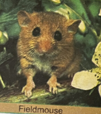 Rodent Squirrel Mouse Rabbit CTO Minisheet 1977 Equatorial