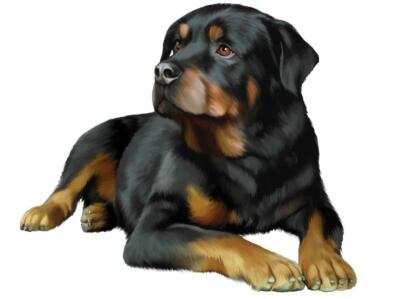ROTTWEILER DOG GLOSSY POSTER PICTURE PHOTO PRINT herding black cute 4923