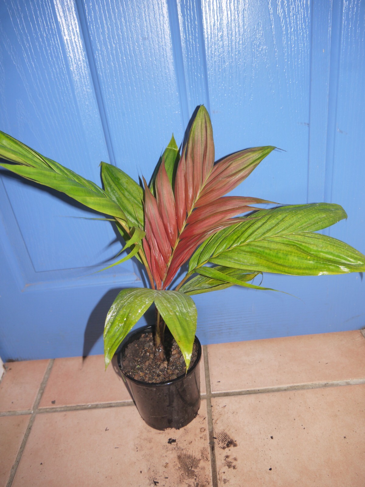 RARE PLANT COLLECTORS PALM. Calyptrocalyx albertisianus Sunset Palm