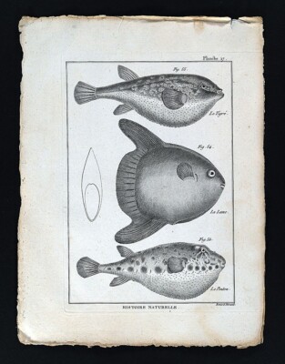 1789 Bonnaterre Fish Print Pufferfish Tetraodontidae Species Sunfish Tiger