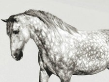Quadro Cavallo Andaluso Pony Animali Stampa su Mdf Tela Swarovski Pannello Casa