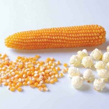 Popcorn Kernels 500g 1kg 2kg Raw Kernals use in popcorn machine maker Flavouring