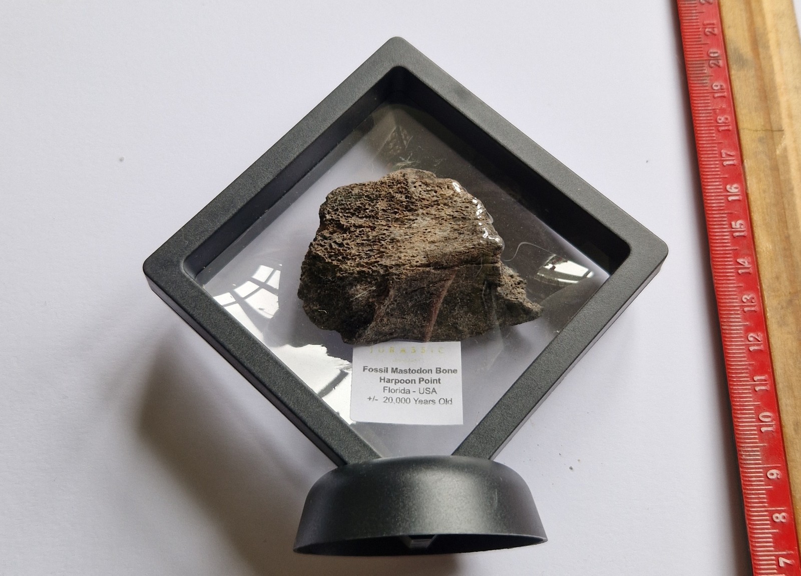 Rare Fossil Mastodon Bone Specimen - Harpoon Point, Florida USA - Ice Age Fossil