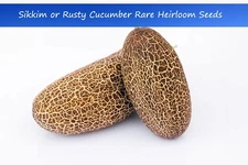 Heirloom Vegetable Seeds - ‘Sikkim’ -Rusty Cucumber-20 Seeds -Cucumis sativus