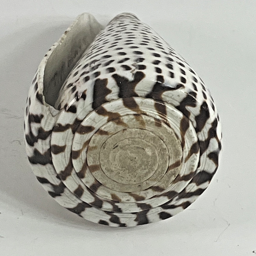Large Cone Shell / Conus Sea Shell Specimen / Spotted Pattern 3.5–4 in ...