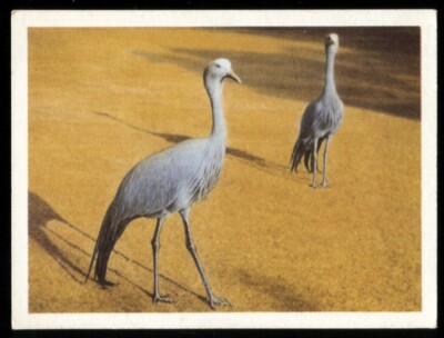 Tabakkarte, UTC, OUR SOUTH AFRICAN NATIONAL PARKS, groß, 1941, Blue Crane, #27