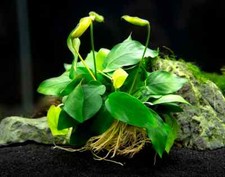 Anubias Nana Live Aquarium Aquatic Plants Tropical Aquascape Bogwood Hardscape