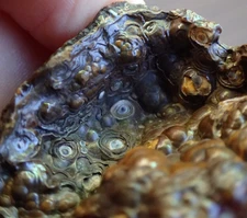 Botryoidal Fossil Coral Geode Fragment GA Agate Specimen Collection Gem WC78