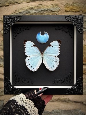 RARE Icy Mint Morpho Insect Art Display Gothic Black Decor Entomology Opalite
