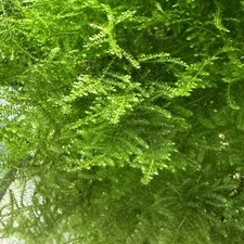 Christmas Moss Vesicularia Live Aquarium Plant Portion 2” X 3” BUY 2 GET 1 FREE