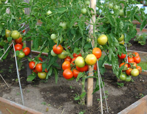 30 RUSSIAN SIBERIAN EARLY TOMATO Seeds
