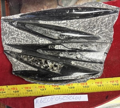   Nice Orthoceras Plate 6  X 9  Polished Devonian Fossils 2 Pounds 12 Ounces