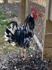 10+ Swedish Orust Hatching Eggs, RARE Breed! BIG personality!!