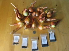 Yellow Potato Onion seeds ~ Heirloom Organic Multiplier Onions