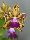 Spotted Cattleya (Blc. Sunspots x C. Jerry Spencer) - Mutation on one Lip 11231 — photo 5