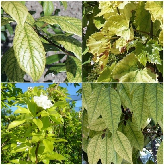Solfato Di Ferro 25kg - Correttore PH Terreni, Anticlorosi Per Piante Da Frutto, Orto E Giardino