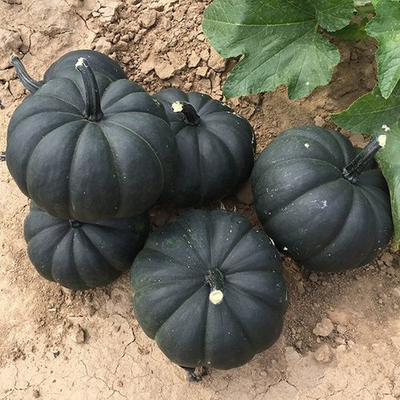 #ad #ad 100 Midnight Treated Black Pumpkin Seeds – Rare Heirloom amp; High Germination $7.99