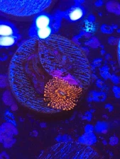 Flaming Mohican Zoa WYSIWYG Live coral frag Lps Sps