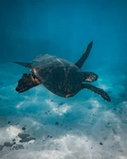 Digital Image Picture Photo Pic Wallpaper Background A Sea Turtle in Water