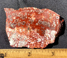 LEOPARD SKULL ORBICULAR JASPER STRIKING UN POLISHED ROUGH 40 GRAMS — photo 4