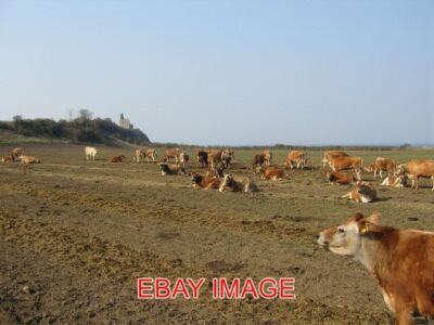 PHOTO  GRAZING COWS NOT MUCH GRAZING HERE. 2007