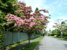 Cornus kousa 'Satomi' / Flowering Dogwood tree, Peat Free, 3Ltr