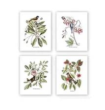Catesby Birds Art Prints Unframed set of 4 Birds of Carolina Nursery Wall Decor