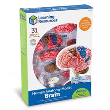Learning Resources Detailed Human Brain Anatomy Model for Ages 8 & Up