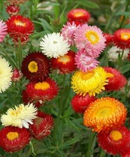 Strawflower Tall Double Mix Seeds 200 Cut Flower Mixed Colors USA FREE SHIPPING